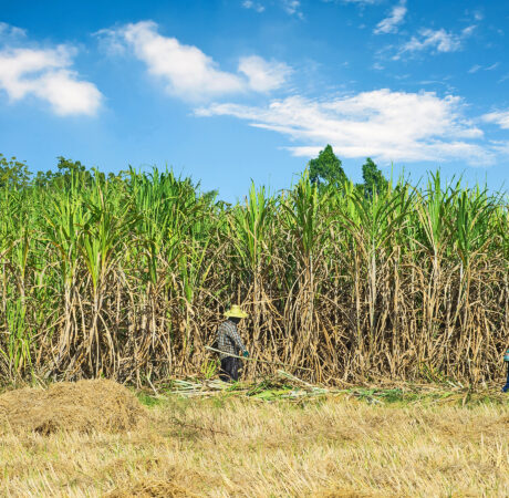 ACP Sugar Research Programme