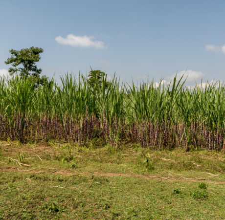 PMC for sugar factories in Ethiopia