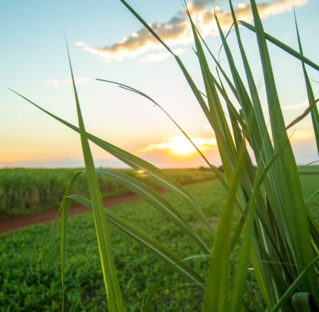 Diversifying Eswatini's sugar industry