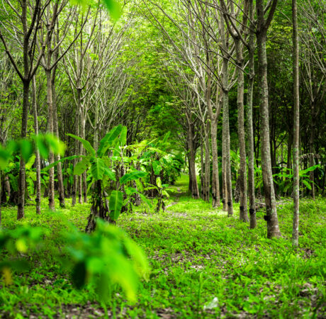 Expertise for tree crops project