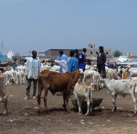 Meat Project feasibility in Mauritania